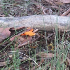 Trametes coccinea (Scarlet Bracket) at Mulloon, NSW - 23 May 2021 by SandraH