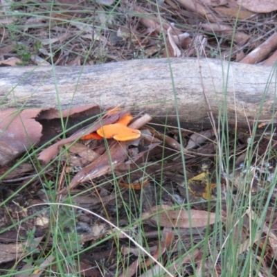 Trametes coccinea (Scarlet Bracket) at Mulloon, NSW - 23 May 2021 by SandraH