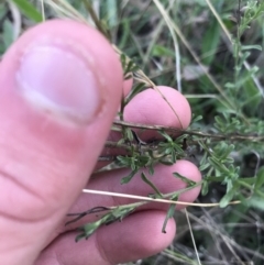 Vittadinia cuneata var. cuneata (Fuzzy New Holland Daisy) at Hughes, ACT - 15 May 2021 by Tapirlord