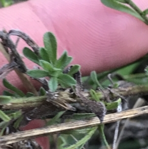 Vittadinia cuneata var. cuneata at Hughes, ACT - 15 May 2021 04:40 PM