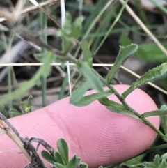 Vittadinia cuneata var. cuneata at Hughes, ACT - 15 May 2021 04:40 PM