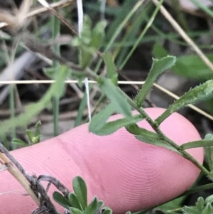 Vittadinia cuneata var. cuneata at Hughes, ACT - 15 May 2021 04:40 PM