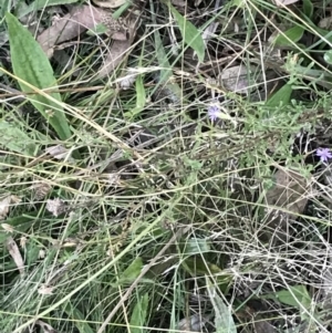 Vittadinia cuneata var. cuneata at Hughes, ACT - 15 May 2021