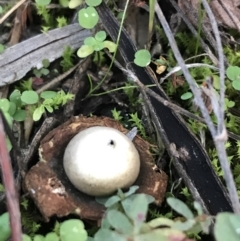 Geastrum sp. (genus) (An earthstar) at Hughes, ACT - 15 May 2021 by Tapirlord