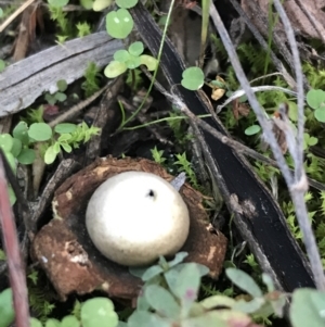 Geastrum sp. at Hughes, ACT - 15 May 2021