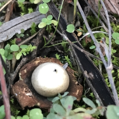 Geastrum sp. (Geastrum sp.) at Federal Golf Course - 15 May 2021 by Tapirlord