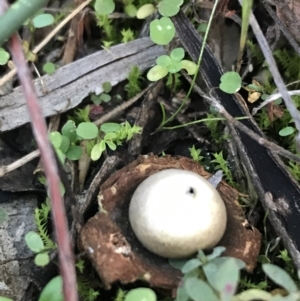 Geastrum sp. at Hughes, ACT - 15 May 2021