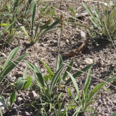 Plantago varia (Native Plaintain) at Conder, ACT - 30 Mar 2021 by MichaelBedingfield