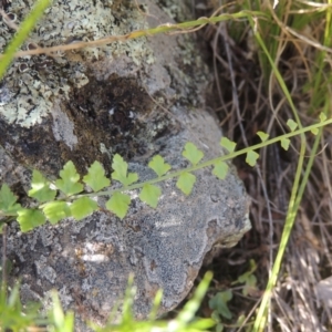 Asplenium flabellifolium at Conder, ACT - 30 Mar 2021 06:04 PM