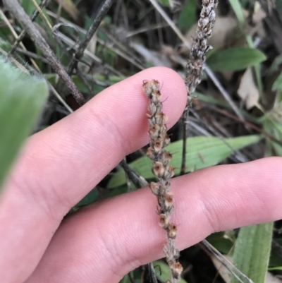 Plantago varia (Native Plaintain) at Federal Golf Course - 15 May 2021 by Tapirlord