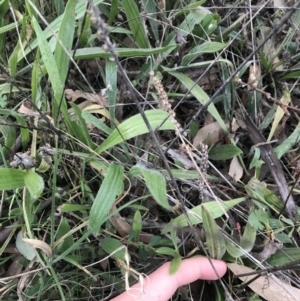 Plantago varia at Hughes, ACT - 15 May 2021