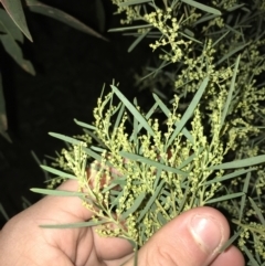 Acacia boormanii (Snowy River Wattle) at Deakin, ACT - 15 May 2021 by Tapirlord