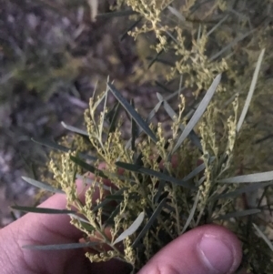 Acacia boormanii at Deakin, ACT - 15 May 2021