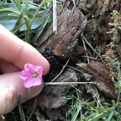 Convolvulus angustissimus subsp. angustissimus (Australian Bindweed) at Phillip, ACT - 18 May 2021 by Tapirlord