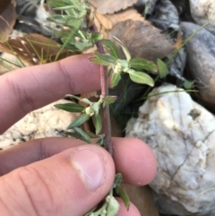 Chenopodium glaucum at Phillip, ACT - 18 May 2021