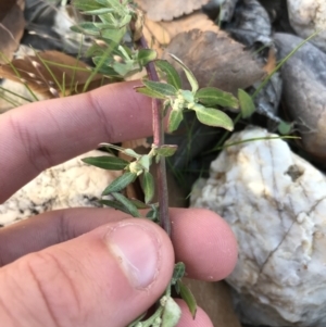 Chenopodium glaucum at Phillip, ACT - 18 May 2021