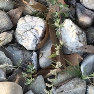 Chenopodium glaucum at Phillip, ACT - 18 May 2021