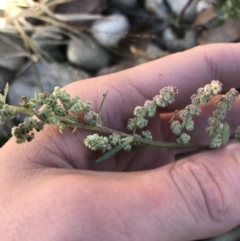 Chenopodium glaucum at Phillip, ACT - 18 May 2021