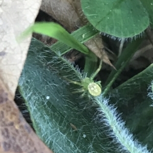 Thomisidae (family) at Hackett, ACT - 21 May 2021 02:10 PM