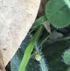 Thomisidae (family) at Hackett, ACT - 21 May 2021 02:10 PM