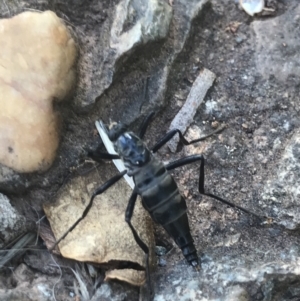 Boreoides subulatus at Majura, ACT - 7 Apr 2021