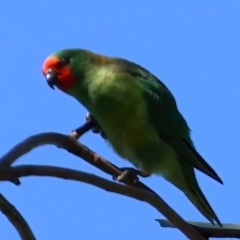 Parvipsitta pusilla (Little Lorikeet) at Hackett, ACT - 23 May 2021 by jbromilow50