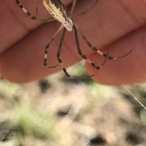 Argiope protensa at Ainslie, ACT - 7 Apr 2021