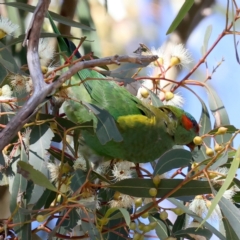 Glossopsitta concinna (Musk Lorikeet) at Hackett, ACT - 23 May 2021 by jb2602