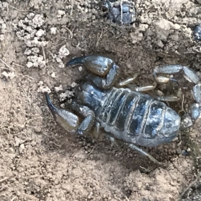 Urodacus manicatus (Black Rock Scorpion) at Campbell, ACT - 7 Apr 2021 by MattFox