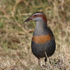 Gallirallus philippensis (Buff-banded Rail) at Watson, ACT - 23 May 2021 by jbromilow50