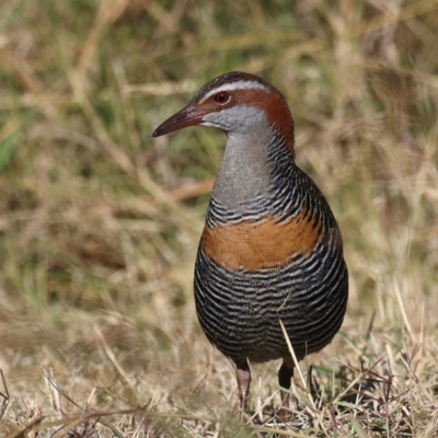 Gallirallus philippensis (Buff-banded Rail) at Watson, ACT - 23 May 2021 by jb2602