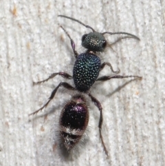 Aglaotilla sp. (genus) (Australian Velvet Ant) at Canberra Central, ACT - 18 May 2021 by TimL