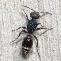 Aglaotilla sp. (genus) (Australian Velvet Ant) at ANBG - 18 May 2021 by TimL