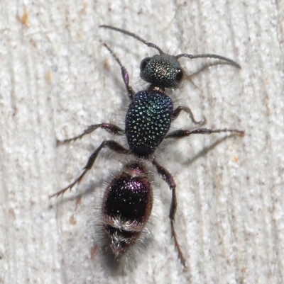 Aglaotilla sp. (genus) (Australian Velvet Ant) at ANBG - 18 May 2021 by TimL