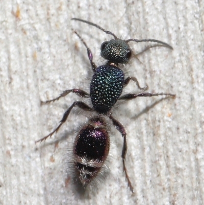 Aglaotilla sp. (genus) (Australian Velvet Ant) at Canberra Central, ACT - 18 May 2021 by TimL