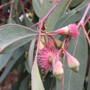 Eucalyptus sideroxylon at Yarralumla, ACT - 24 May 2021