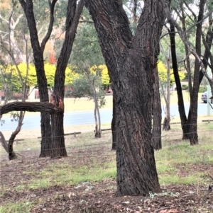 Eucalyptus sideroxylon at Yarralumla, ACT - 24 May 2021