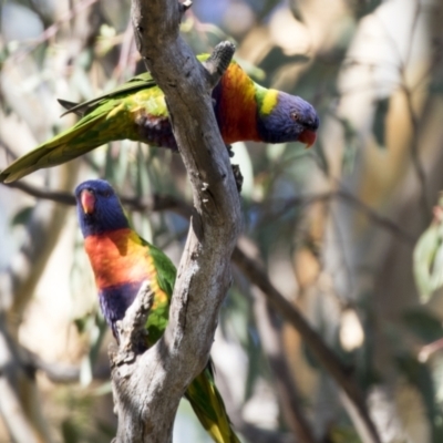 Trichoglossus moluccanus (Rainbow Lorikeet) at Higgins, ACT - 1 Apr 2021 by AlisonMilton