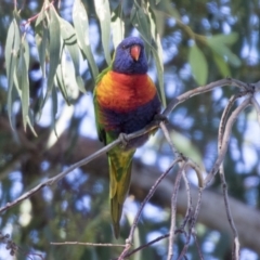 Trichoglossus moluccanus at Higgins, ACT - 1 Apr 2021