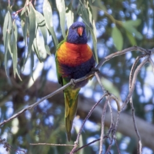 Trichoglossus moluccanus at Higgins, ACT - 1 Apr 2021