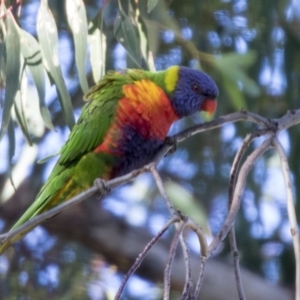 Trichoglossus moluccanus at Higgins, ACT - 1 Apr 2021