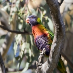 Trichoglossus moluccanus at Higgins, ACT - 1 Apr 2021