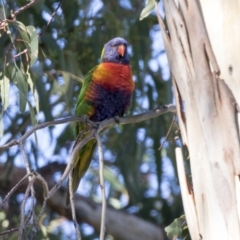 Trichoglossus moluccanus at Higgins, ACT - 1 Apr 2021