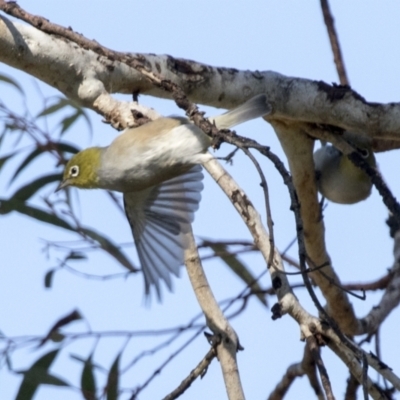 Zosterops lateralis (Silvereye) at Higgins, ACT - 1 Apr 2021 by AlisonMilton