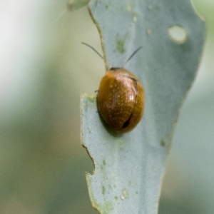 Paropsisterna cloelia at Acton, ACT - 9 Apr 2021