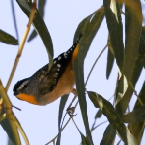 Pardalotus punctatus at Acton, ACT - 8 Apr 2021