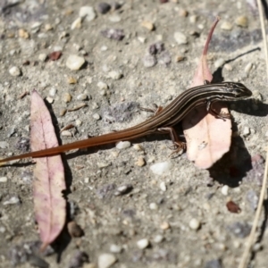 Ctenotus taeniolatus at Acton, ACT - 8 Apr 2021 11:38 AM