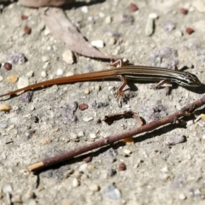 Ctenotus taeniolatus at Acton, ACT - 8 Apr 2021 11:38 AM