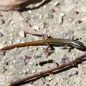 Ctenotus taeniolatus at Acton, ACT - 8 Apr 2021 11:38 AM