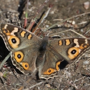 Junonia villida at Rendezvous Creek, ACT - 22 May 2021 01:31 PM